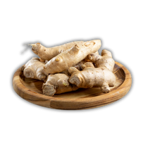 Panax Ginseng